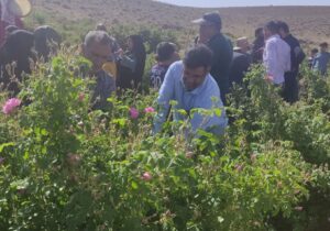 برگزاری روز مزرعه گیاهان دارویی با محوریت گل محمدی در روستای هریسک شهرستان بافق